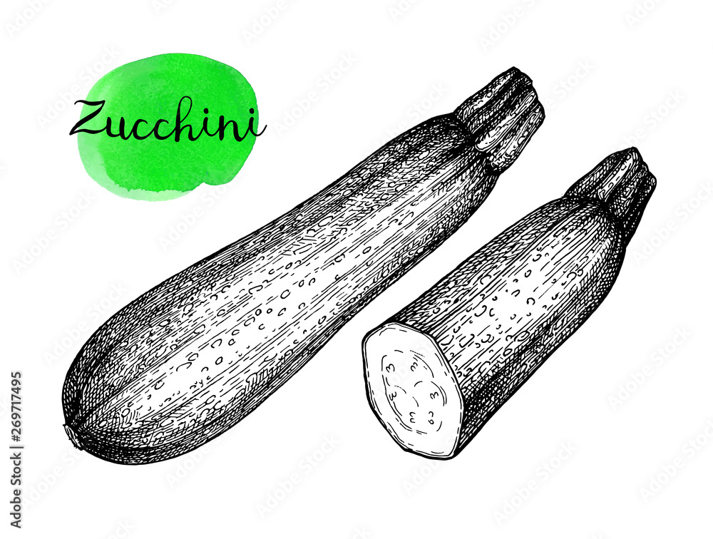 Canvas Prints ink sketch of zucchini.