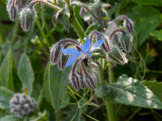 Blütenstand und blüte einer Borretsch oder Kukumerkraut (Borago officinalis)