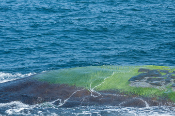 Obraz premium Sea rocks overgrown with green algae closeup in sunny summer day