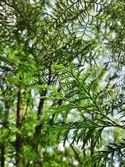 tree in the garden