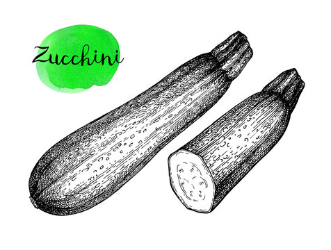 Ink sketch of zucchini.