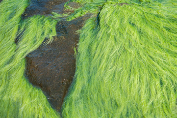 Sea rocks overgrown with green algae closeup in sunny summer day