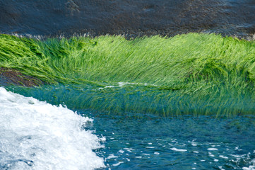 Sea rocks overgrown with green algae closeup in sunny summer day