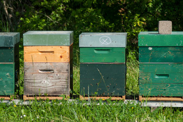 group of wooden beehives in a green meadow at spring