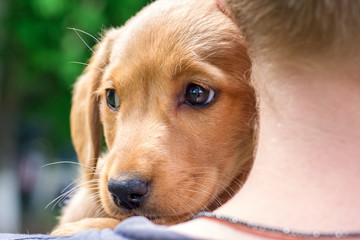 The boy holds on his shoulders a small dog breed of cocker spaniel_