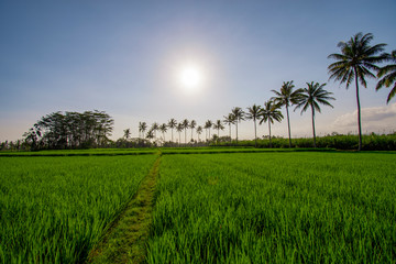 Coconut trees with a clear sky