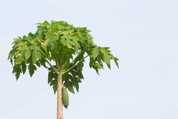 papaya tree