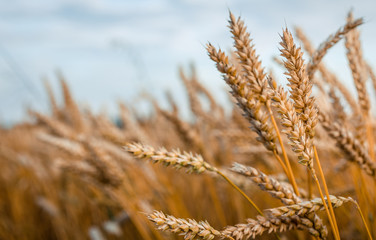 Wheat Field and perfect Blue Sky Background.