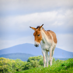 Asian Wild Pony on  Hillside