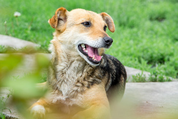 A small brown dog with an open mouth is among the grass_