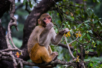 monkey sitting on branch of a tree