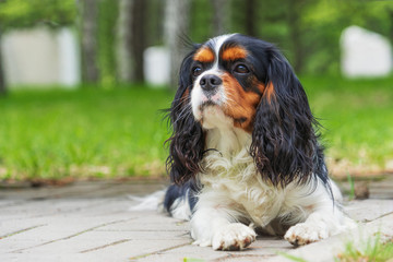 Portrait of a beautiful, young, happy Cocker Spaniel lying on the grass in summer.