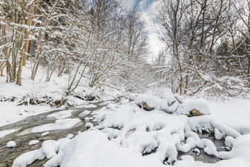 snow covered trees