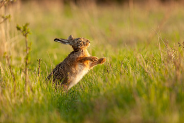 Hase beim Überschlag