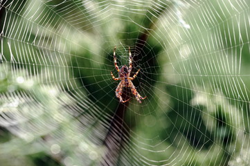 Spinnennetz in der Natur