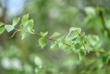 Young branches of a birch in forest