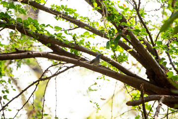 Black - naped monarch