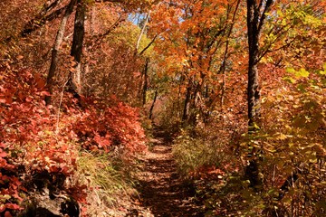 Petit sentier forestier bordé d'arbres aux couleurs automnales