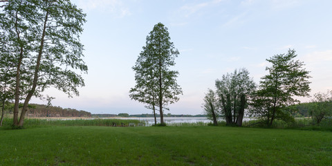 Fototapeta na wymiar Trees on green meadow at a lake against blue sky during sunrise in the Havelland region in Brandenburg, Germany 