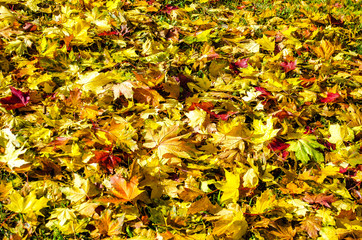 wonderful world around us