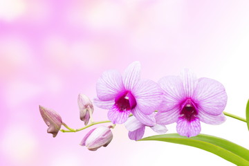 Pink orchid flower on beautiful background