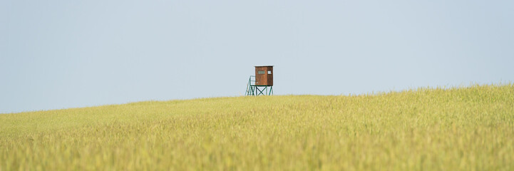 Raised hide in a field with grain against blue sky in the Havelland region in Brandenburg, Germany