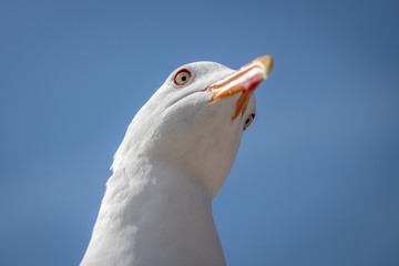 seagull