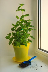 Home Organic Peppermint, Mentha piperita, on a window sill, gardening. Yellow pot,