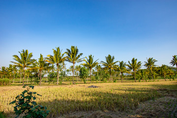 Fototapeta na wymiar Coconut trees with a clear sky