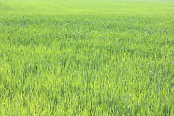 Natural green background with juicy spring green grass