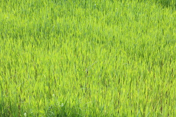 Obraz na płótnie Canvas Natural green background with juicy spring green grass