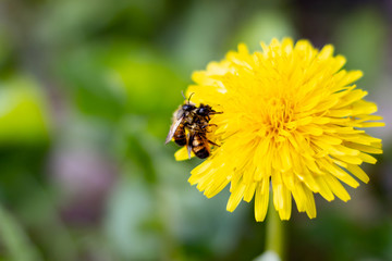 Two bees on the dandelion on a sunny day. Spring. Background.
