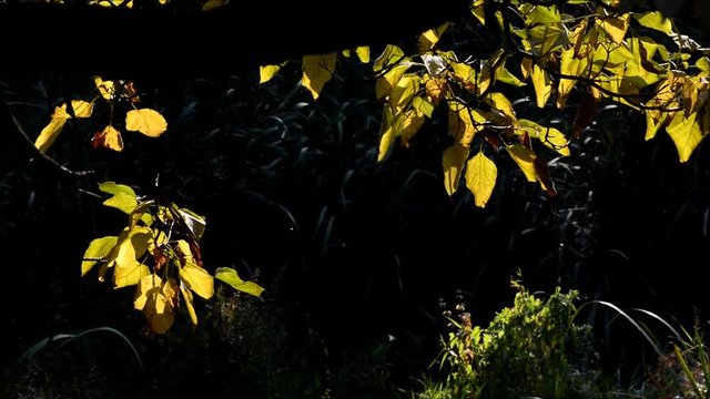 Autumnal impressions from the Septimer Basin (Septimerbecken) and Black Trench (Schwarzer Graben) at the Gotthard Street (Gotthardstra&szlig;e) in Berlin-Wedding from October 5, 2015, Germany