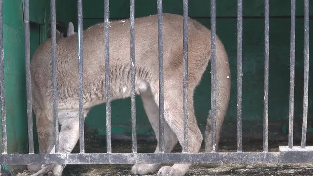 American lion (Felis concolor) in cage of mobile zoo. Animals have to endure a snowy winter in the North, snowfall