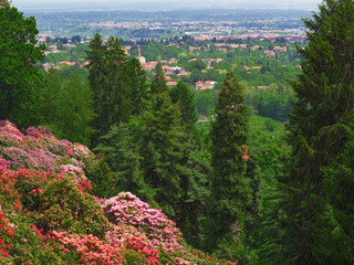 panoramic viewpoint over the blooming of rhododendrons.