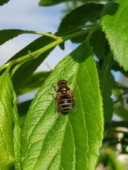 Bee on the leaf