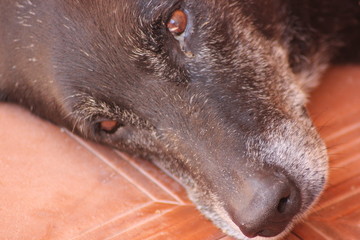 chien triste