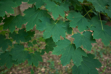 Acer platanoides