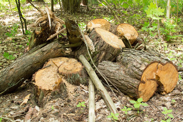 Large firewood lying next to the stump of a fallen tree
