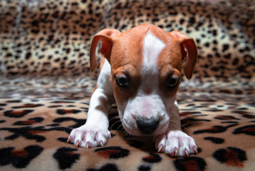 Nice amstaff puppy dog pets rusty red animal home american Staffordshire Terrier