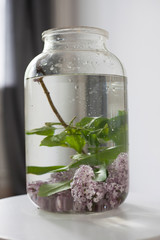 bouquet of lilac twigs in a transparent green jar on the window