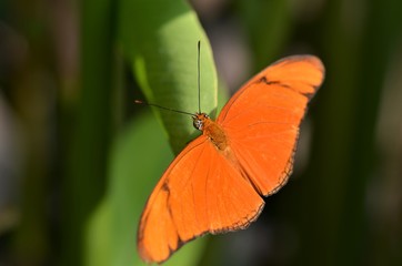 Julia Heliconian butterfly