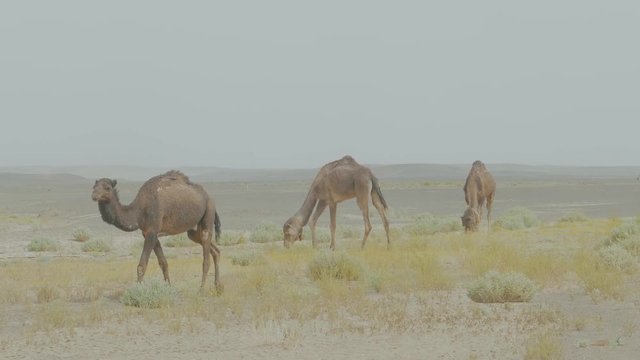 Camels freely walking around in the in the Sahara desert feeding on dry grass in the orange sand on a sunny hazy day
