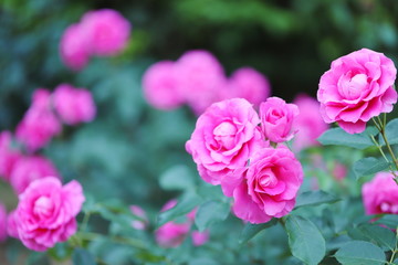 バラ園のピンク色のバラ