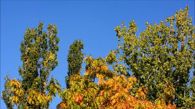 Autumnal impressions from the Septimer Basin (Septimerbecken) and Black Trench (Schwarzer Graben) at the Gotthard Street (Gotthardstra&szlig;e) in Berlin-Wedding from October 5, 2015, Germany