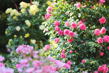 バラ園のピンク色のバラ - obrazy, fototapety, plakaty