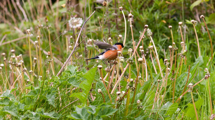 Male bullfinch with wings flapping on landing on dandelions after going to seed