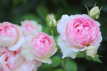 バラ園のピンク色のバラ