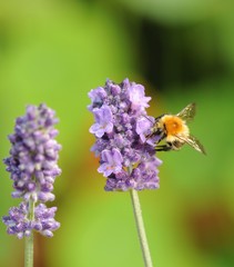 Erdhummel auf Lavendelblüte