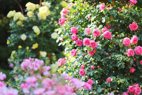 Rose Garden Images – Browse 66,930 Stock Photos, Vectors, and